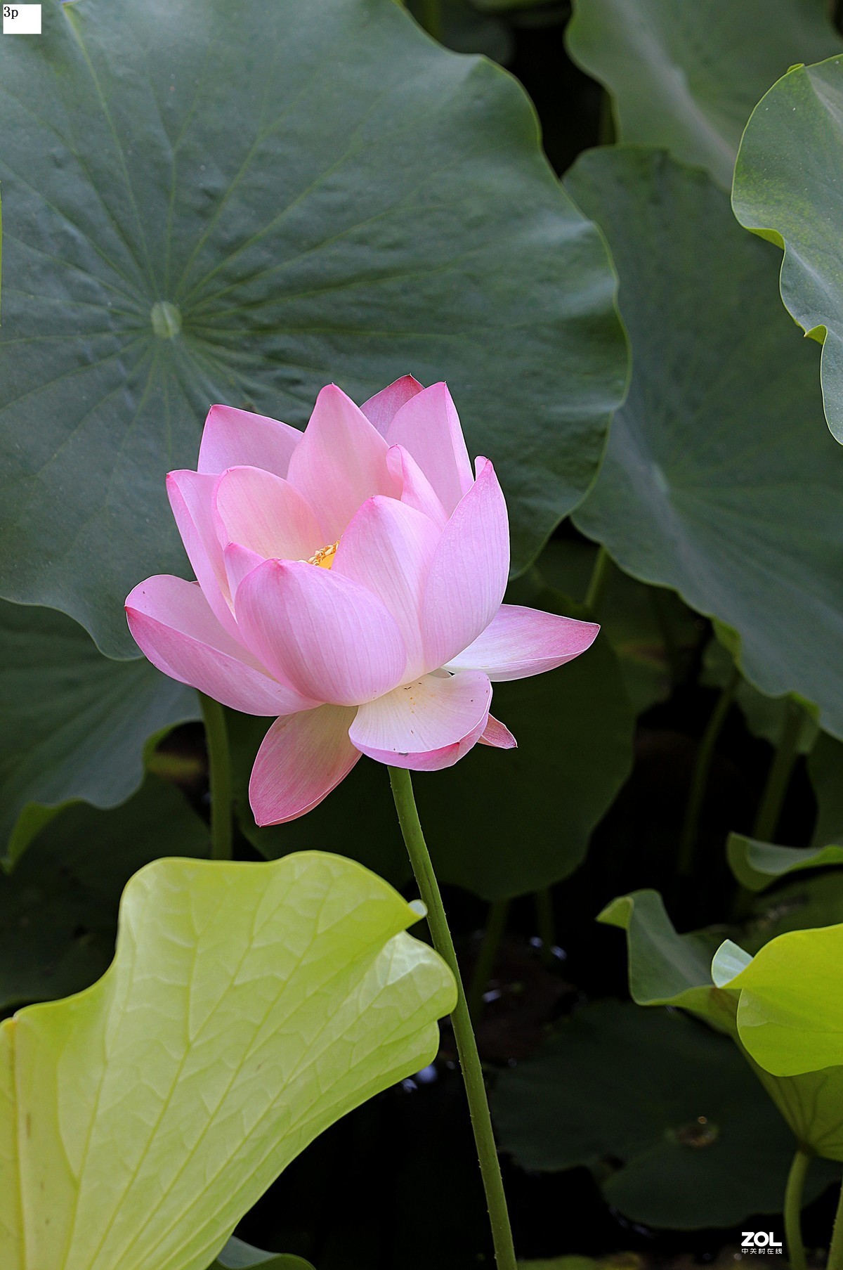 花卉园最近拍的荷花