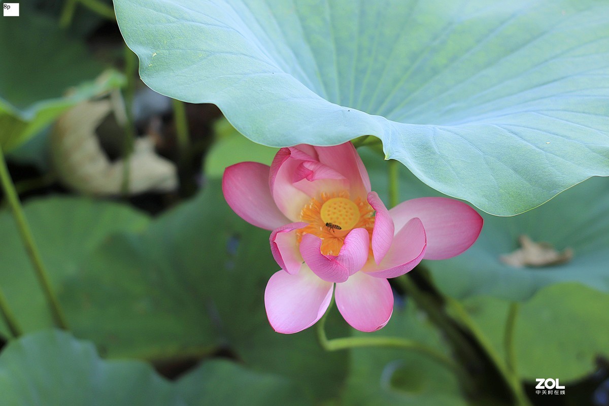 花卉园最近拍的荷花