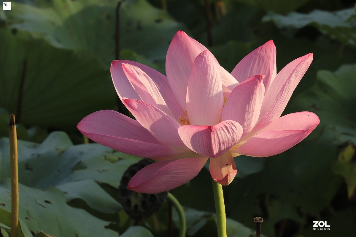 花卉园最近拍的荷花