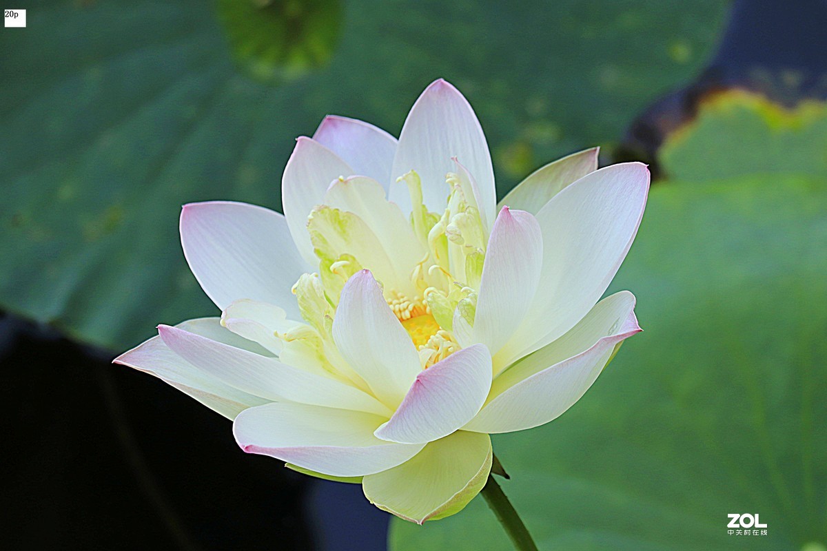 花卉园最近拍的荷花