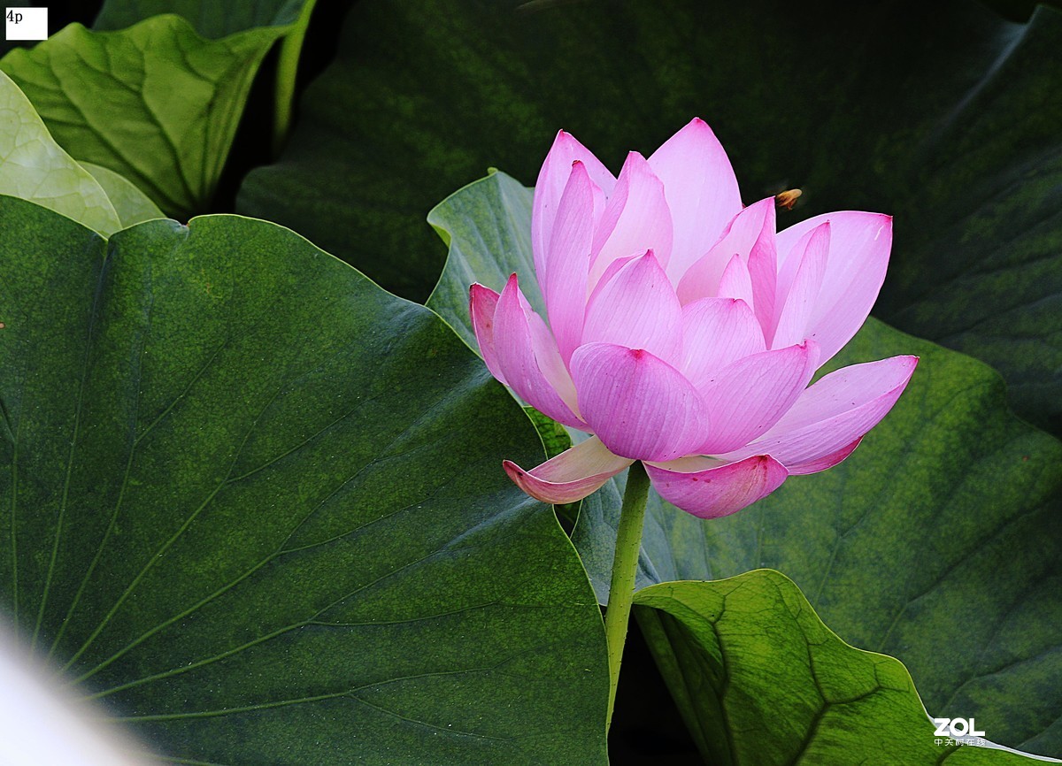 花卉园最近拍的荷花