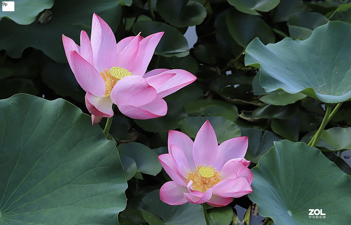 花卉园最近拍的荷花