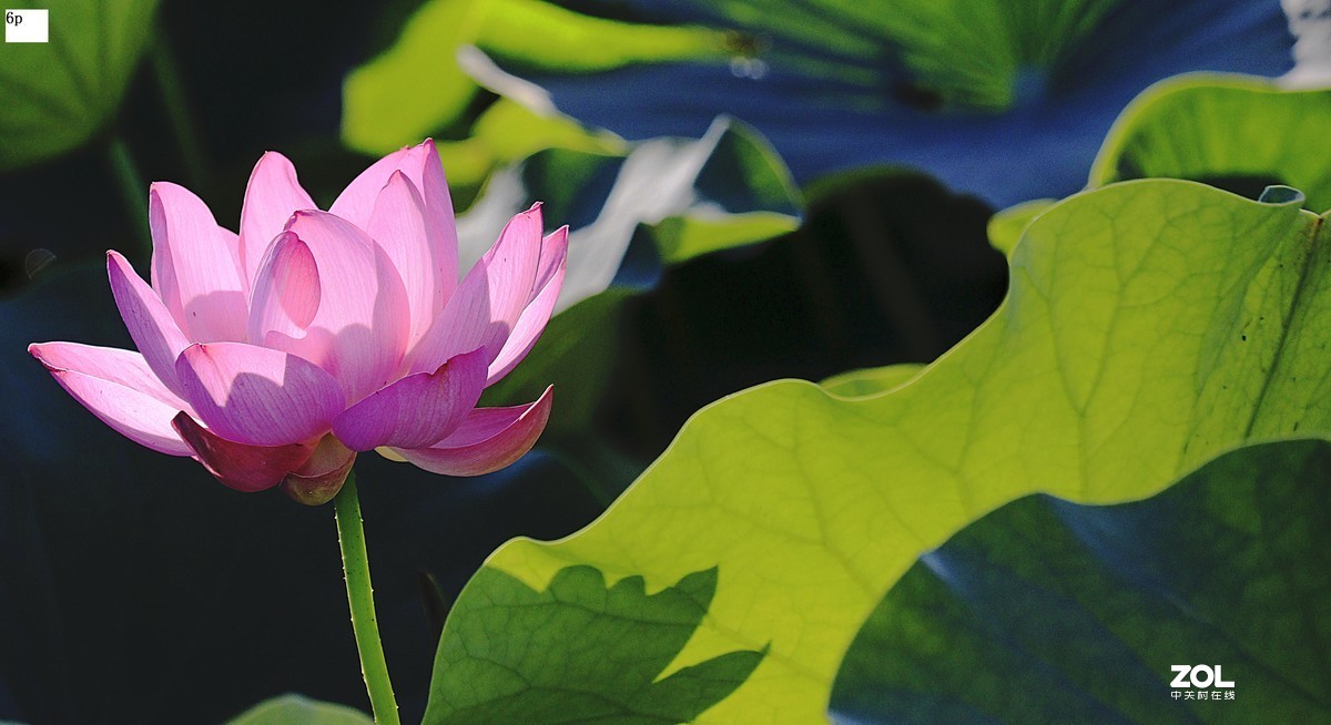 花卉园最近拍的荷花