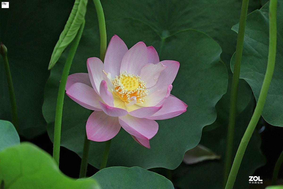 花卉园最近拍的荷花