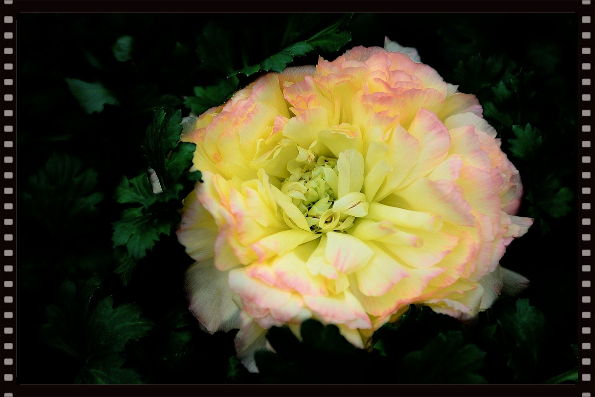 一组芹叶牡丹祝牡丹江星空(中国)红红火火