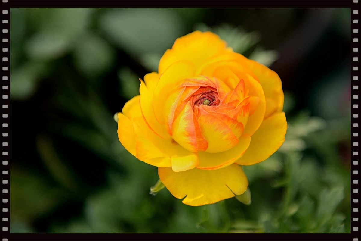 一组芹叶牡丹祝牡丹江星空(中国)红红火火