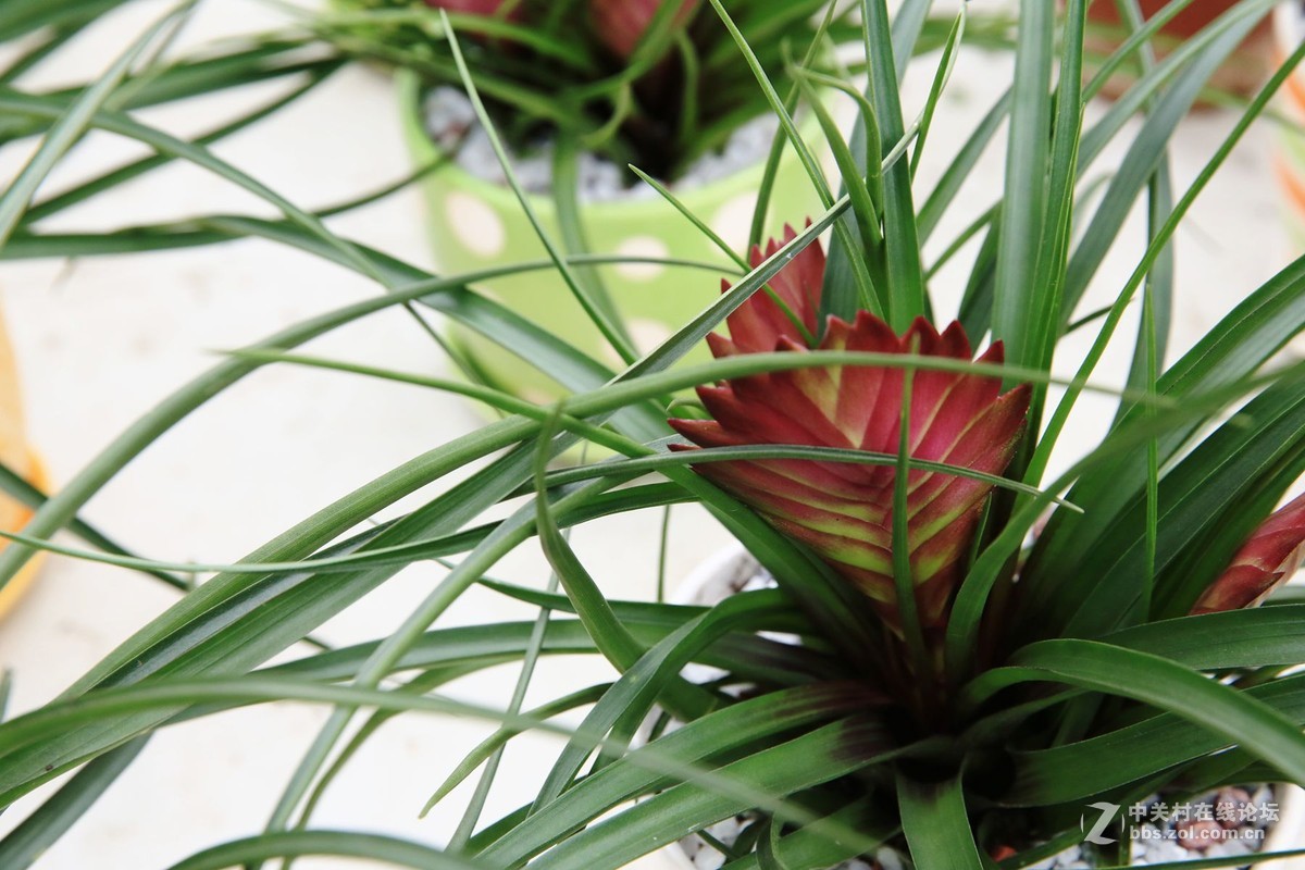 三圣红沙村拍花之2铁扇公主