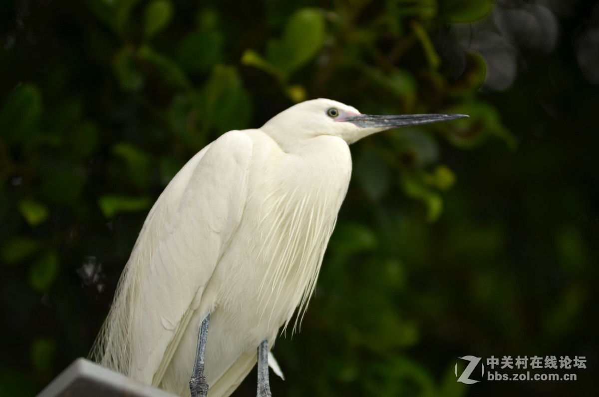 2015年小钢炮厦门拍白鹭1