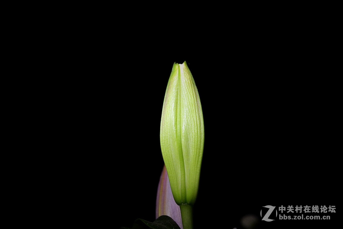 #尼康花卉作品赏析#第20期《百合花》