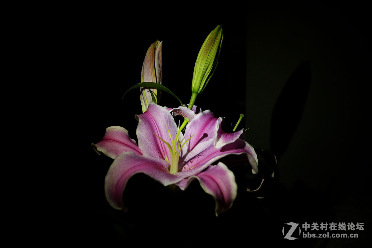 #尼康花卉作品赏析#第20期《百合花》