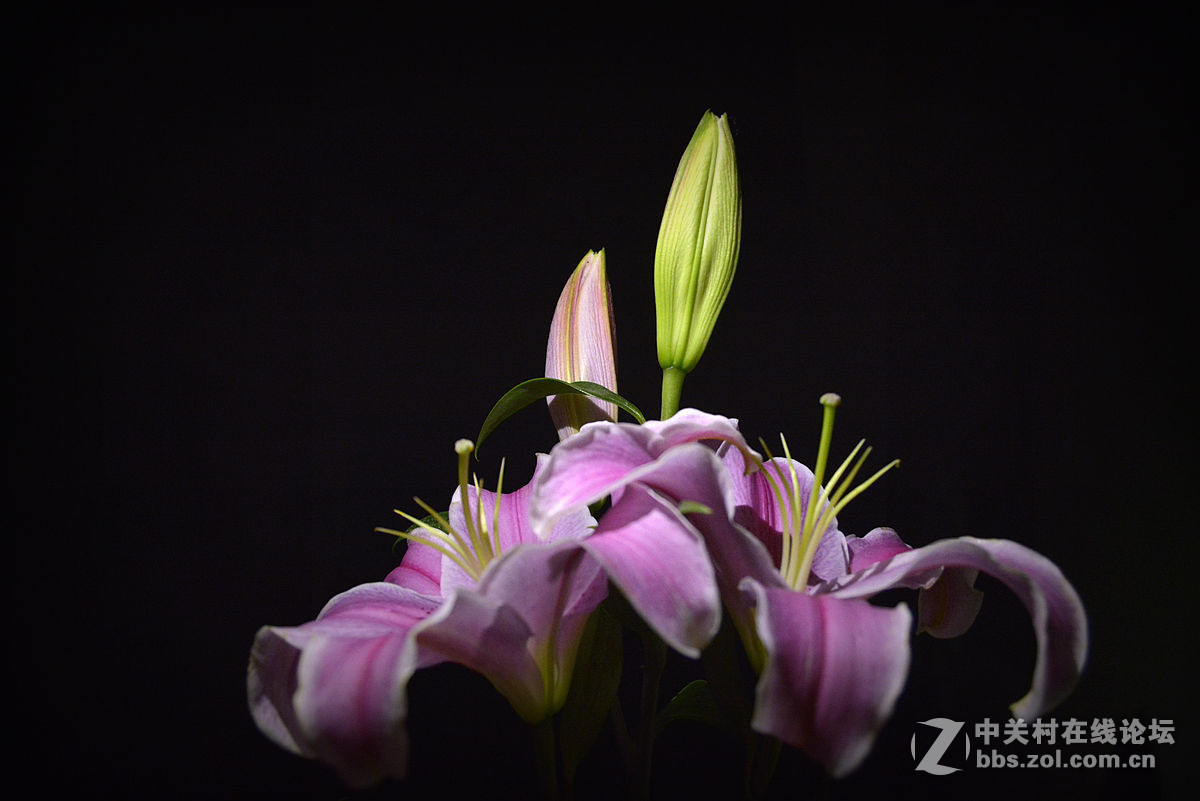 #尼康花卉作品赏析#第20期《百合花》