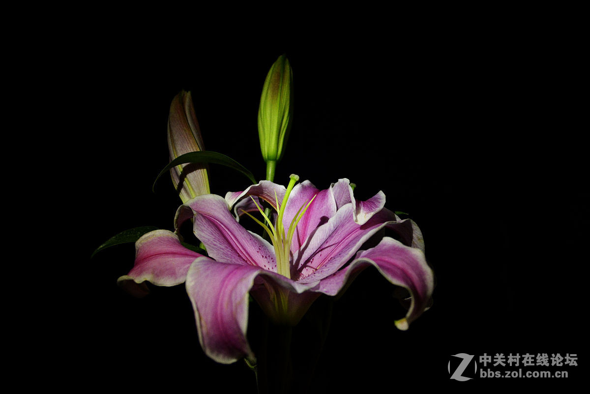 #尼康花卉作品赏析#第20期《百合花》