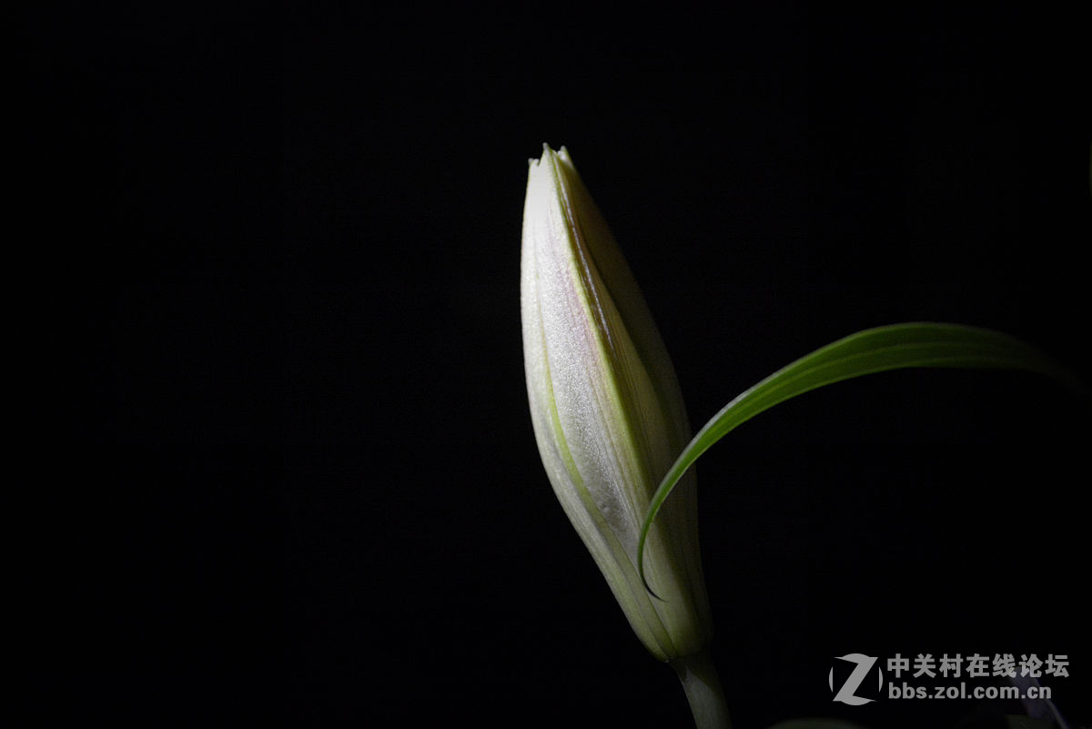 #尼康花卉作品赏析#第20期《百合花》