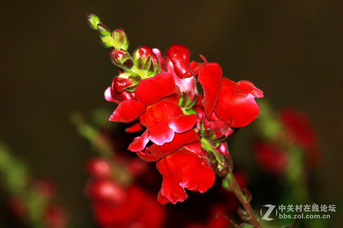 新春第一拍:开门一片红,好兆头!