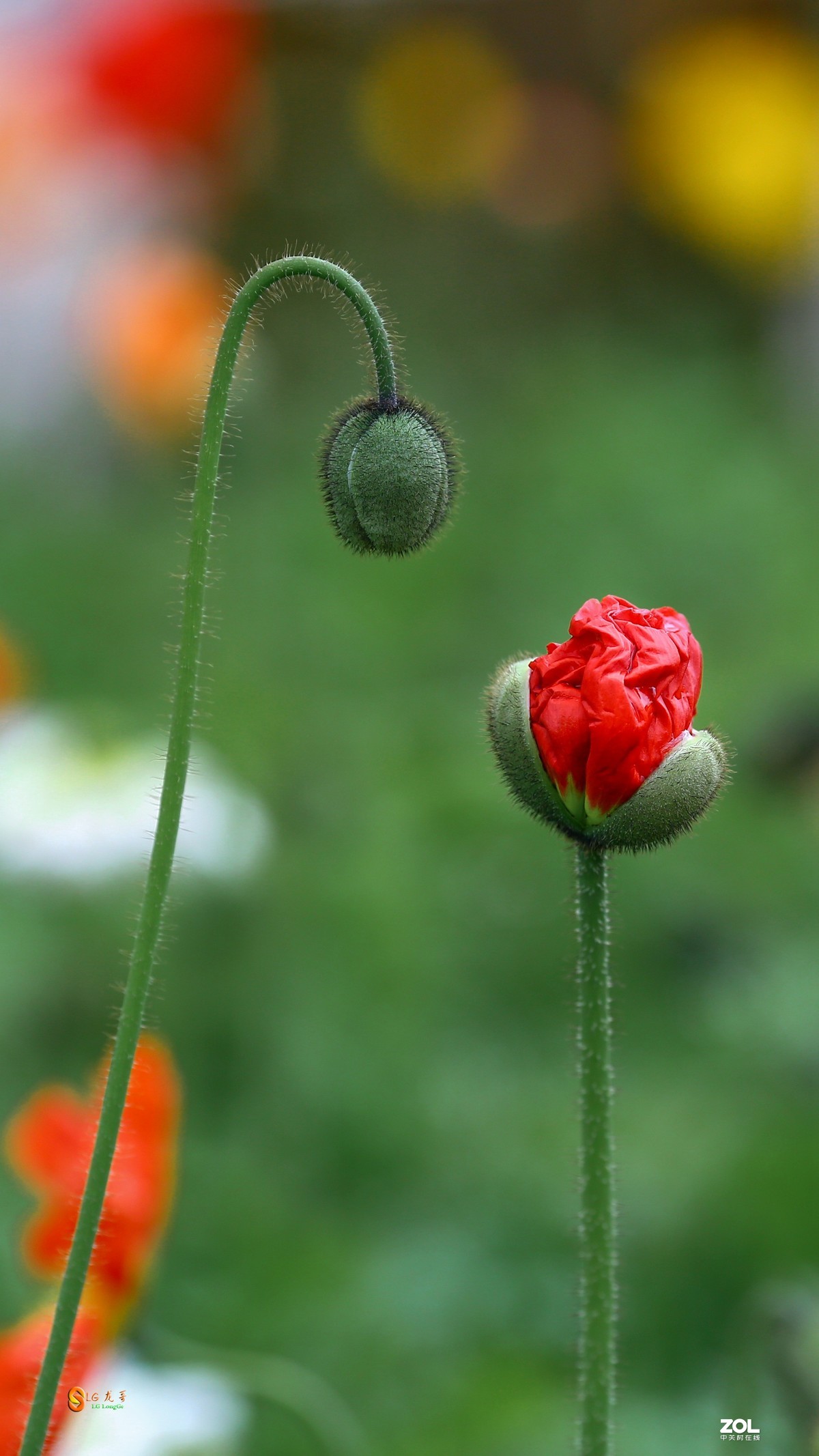 精品虞美人-中关村在线摄影论坛