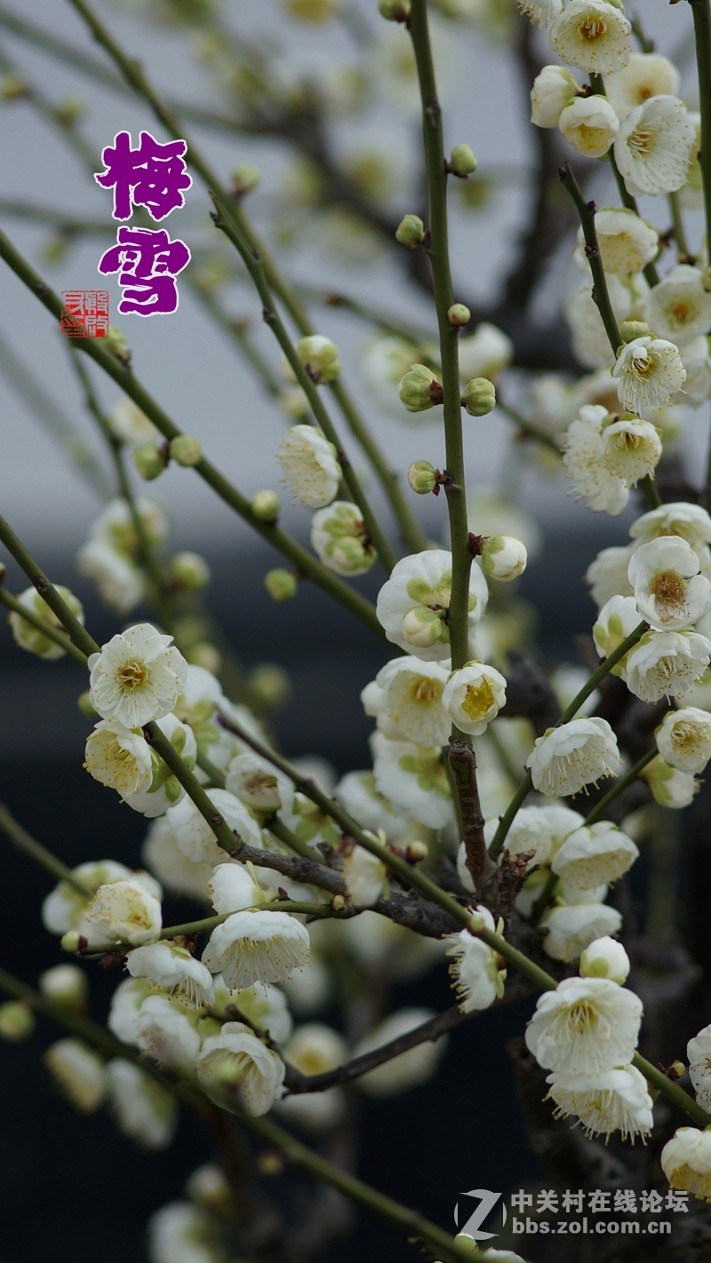 繁花似锦