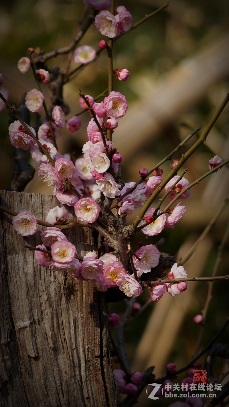 繁花似锦