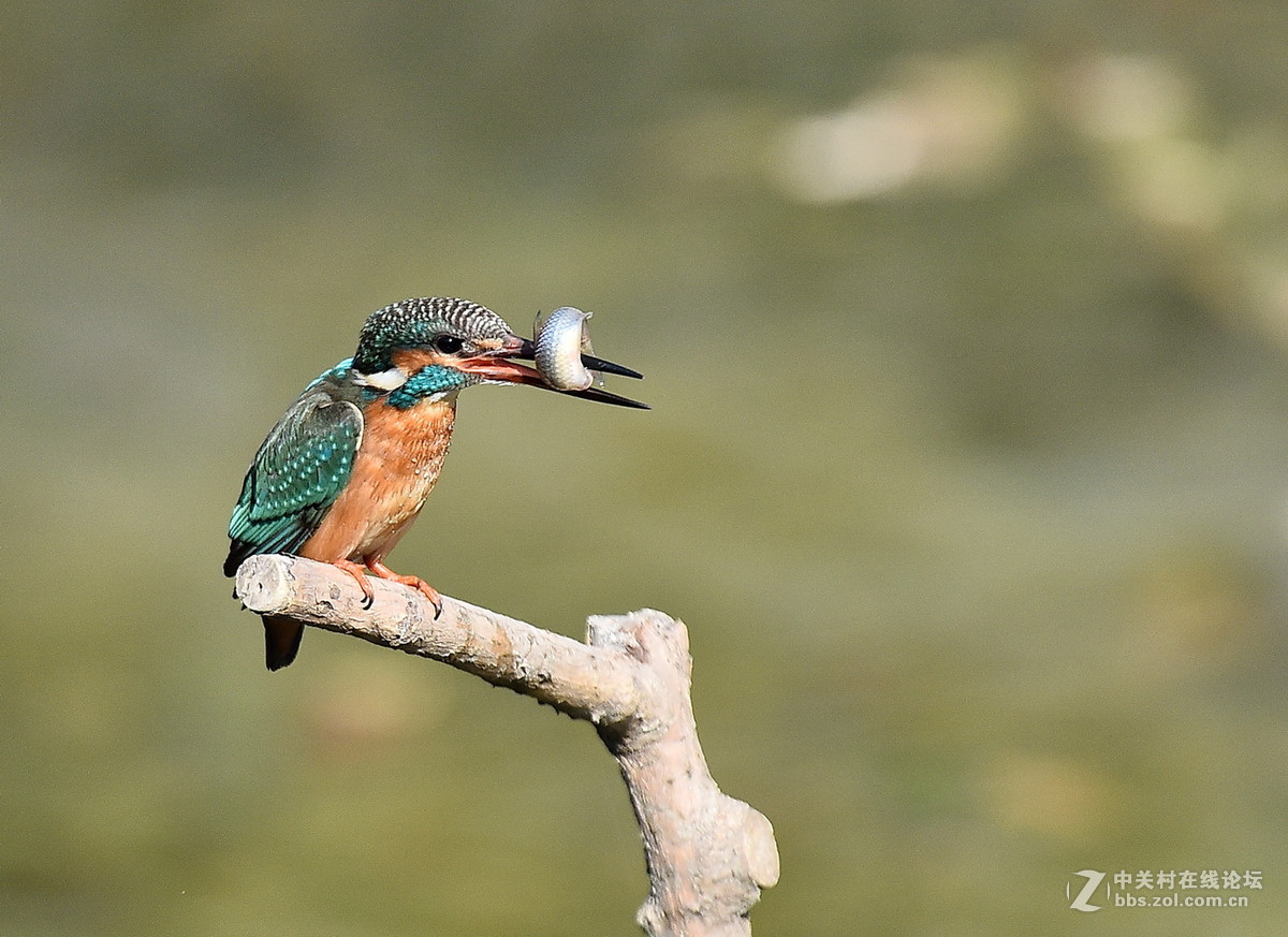 #尼康鸟类作品赏析#【翠鸟】 （老阿推荐）