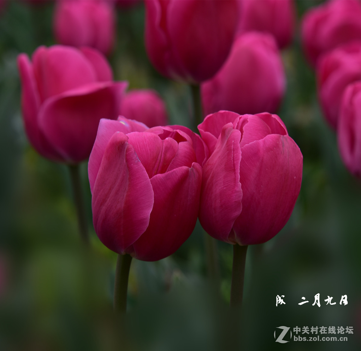 新机试拍   郁金香迎春       2015.2.12.发表