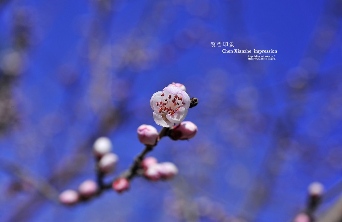 尼康AF Micro 60mm f/2.8D 习作 【桃花】jgp原片！