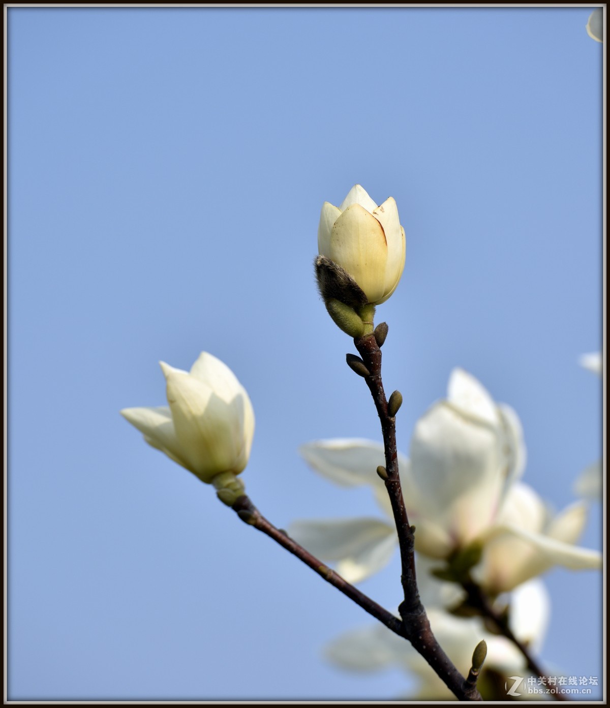 白玉蘭花