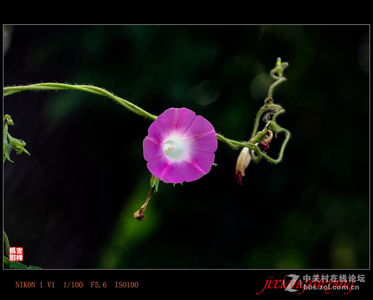 #尼康花卉作品赏析第九期#【牵牛花】