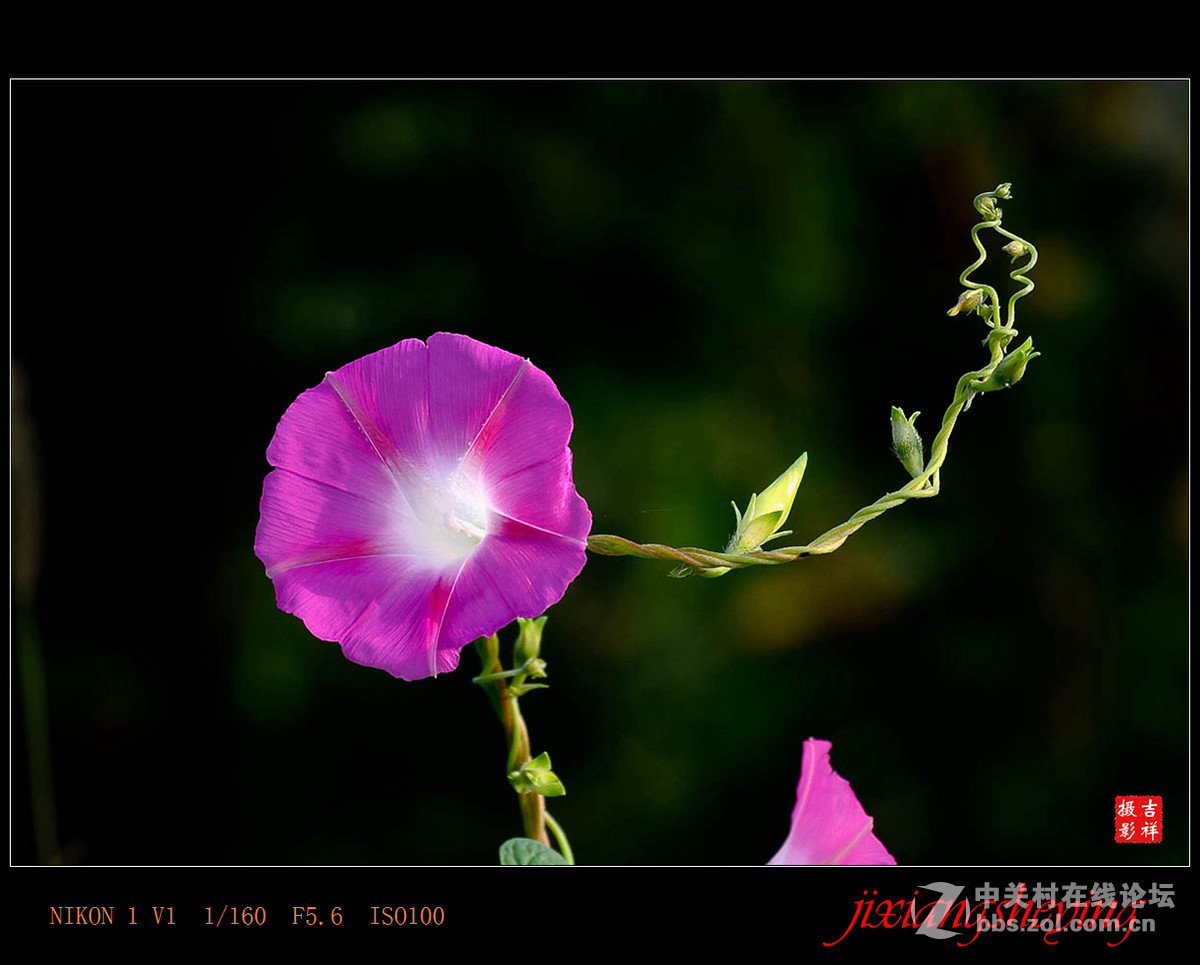 #尼康花卉作品赏析第九期#【牵牛花】