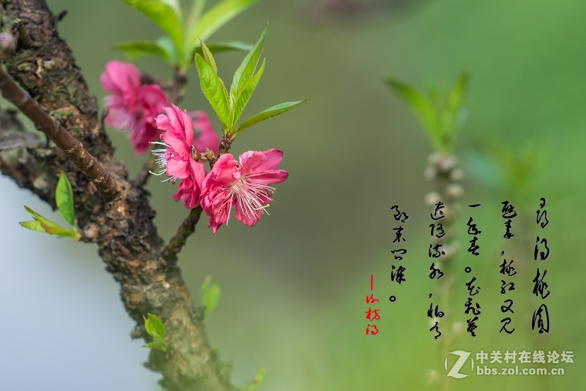 #尼康花卉作品赏析#第25期《春风微微吹南国，又见朵朵桃花红》