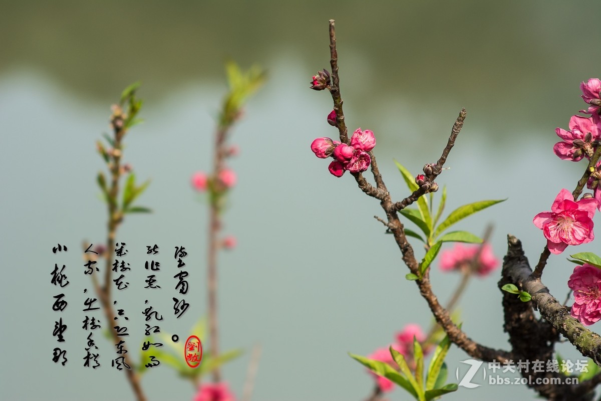 #尼康花卉作品赏析#第25期《春风微微吹南国，又见朵朵桃花红》