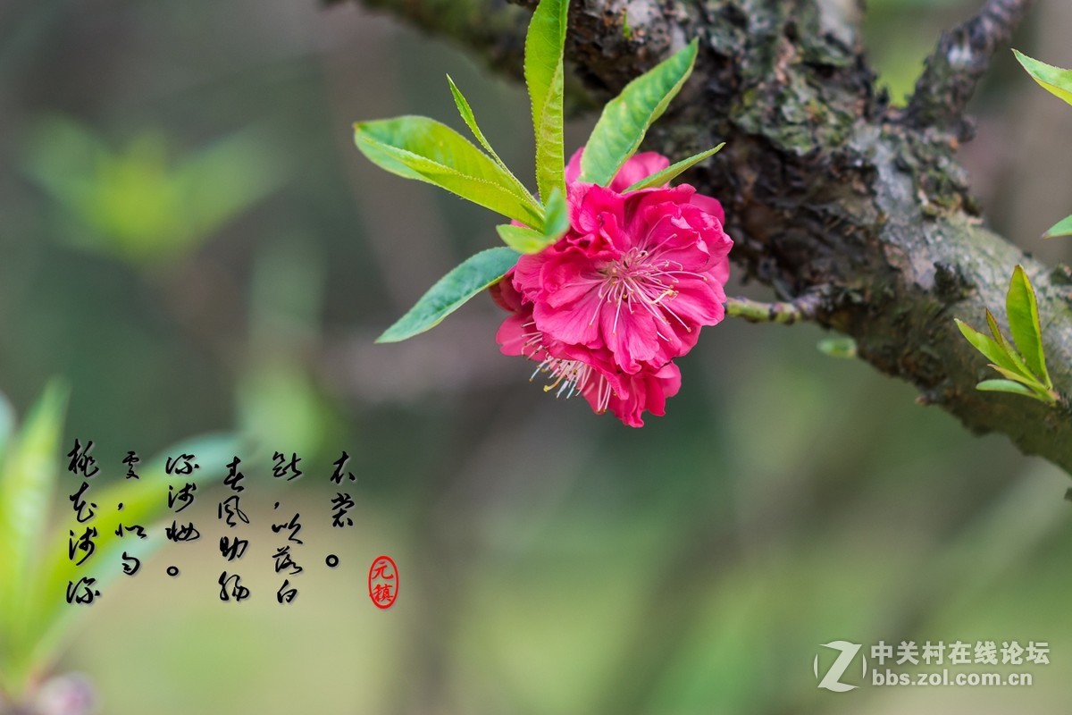#尼康花卉作品赏析#第25期《春风微微吹南国,又见朵朵桃花红》