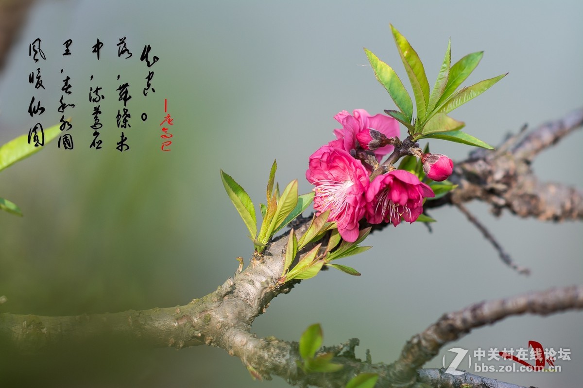 #尼康花卉作品赏析#第25期《春风微微吹南国，又见朵朵桃花红》