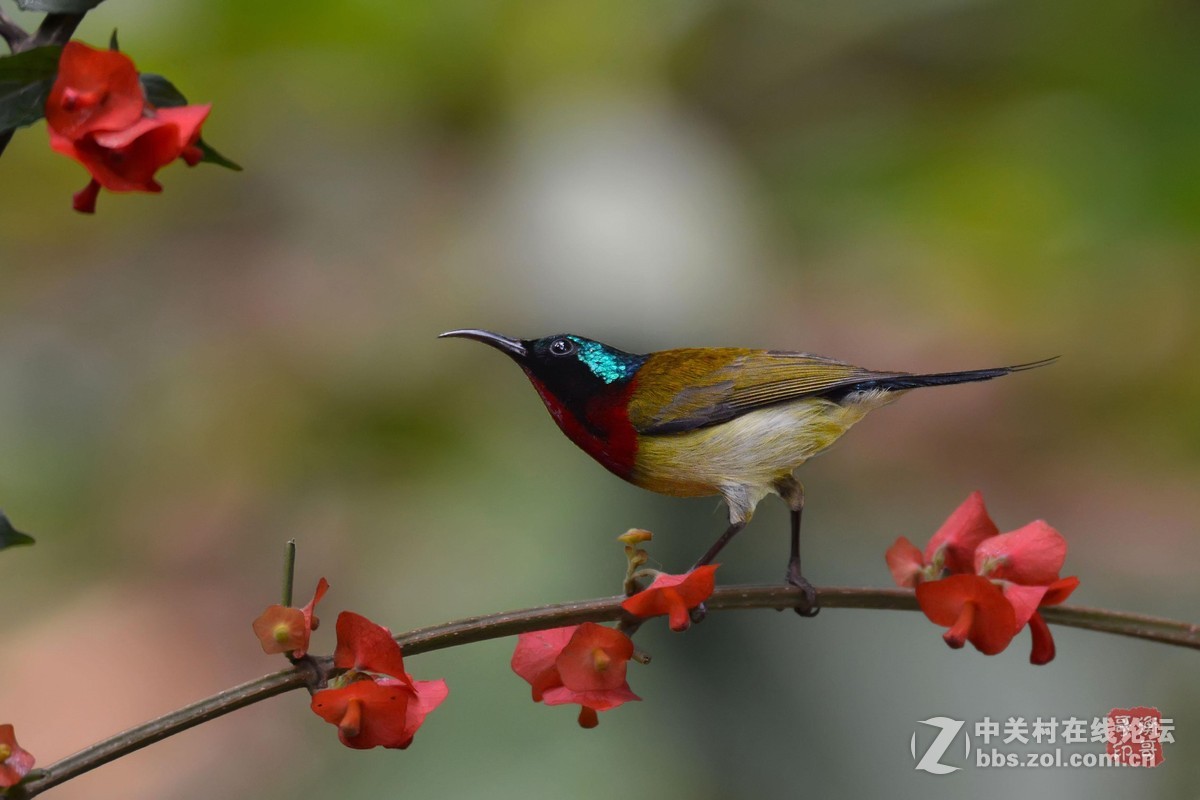 #尼康鸟类作品赏析第十一期#叉尾太阳鸟