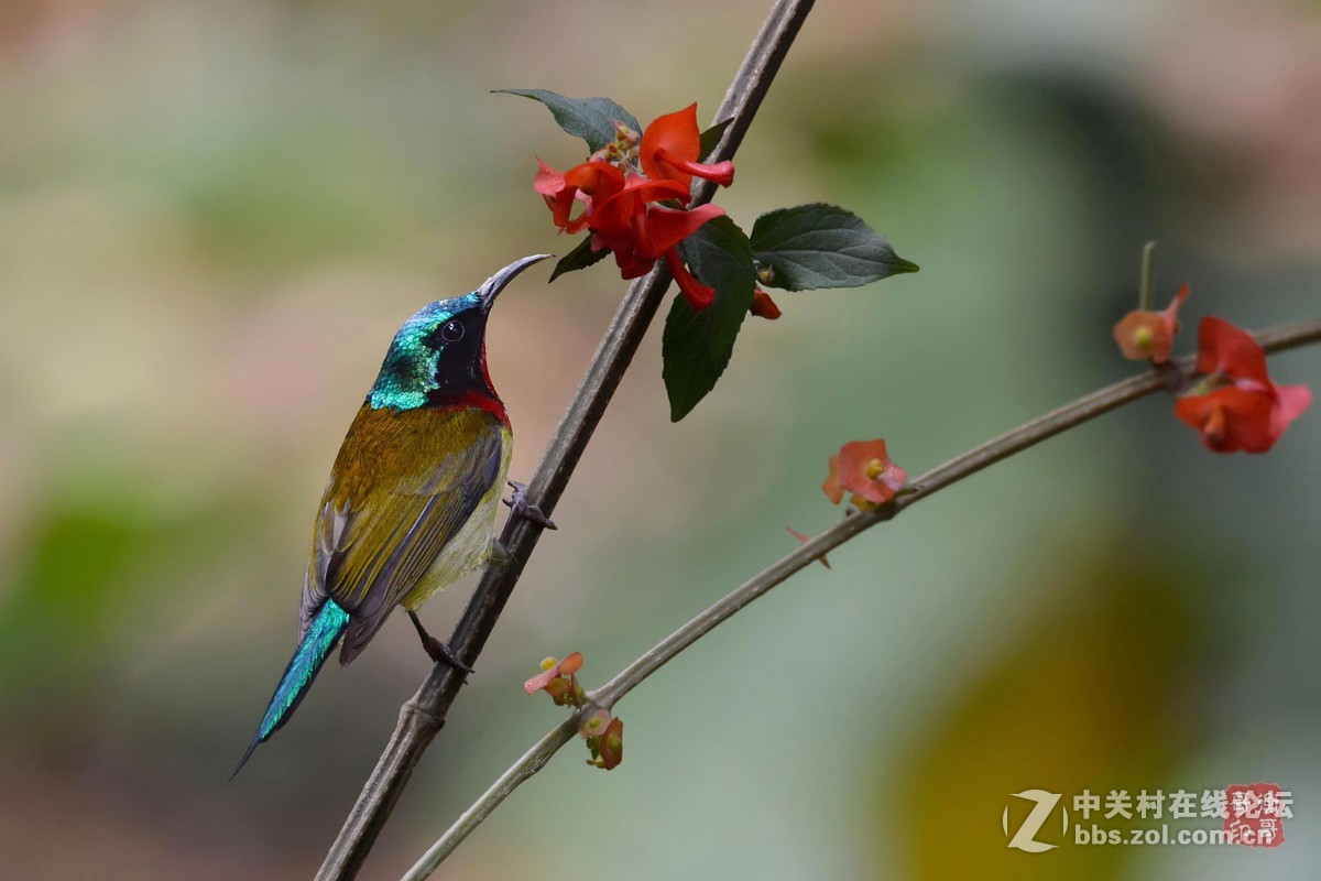 #尼康鸟类作品赏析第十一期#叉尾太阳鸟