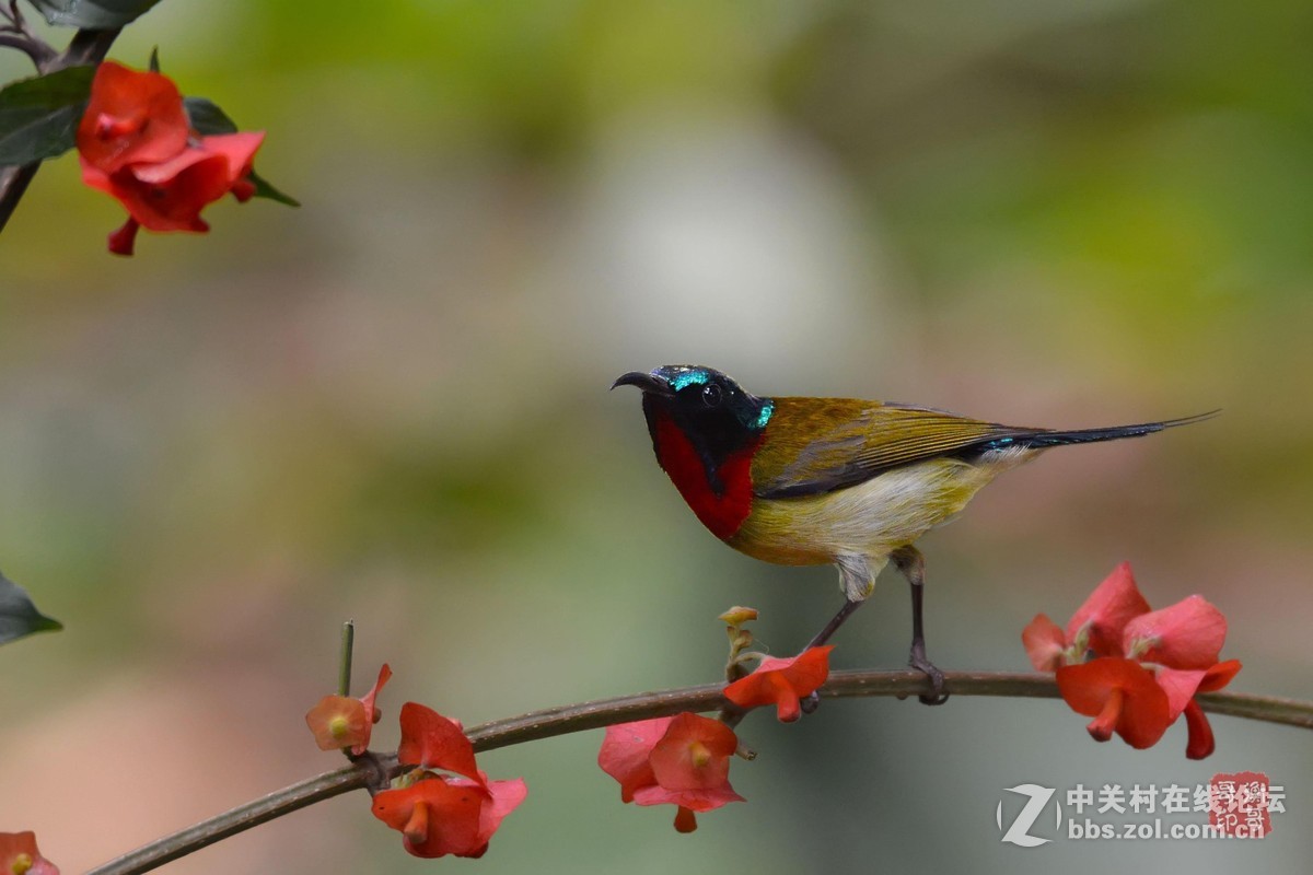 #尼康鸟类作品赏析第十一期#叉尾太阳鸟