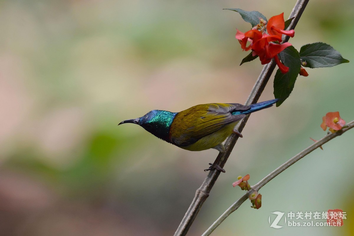 #尼康鸟类作品赏析第十一期#叉尾太阳鸟