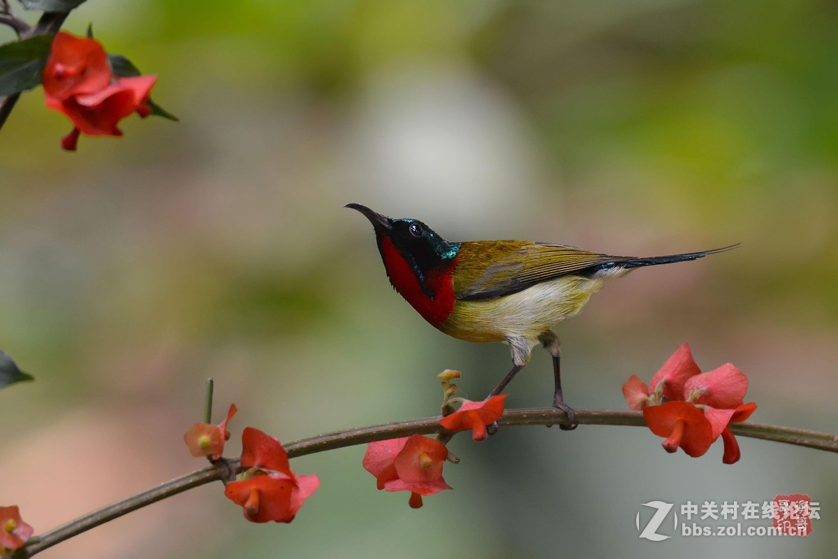 #尼康鸟类作品赏析第十一期#叉尾太阳鸟