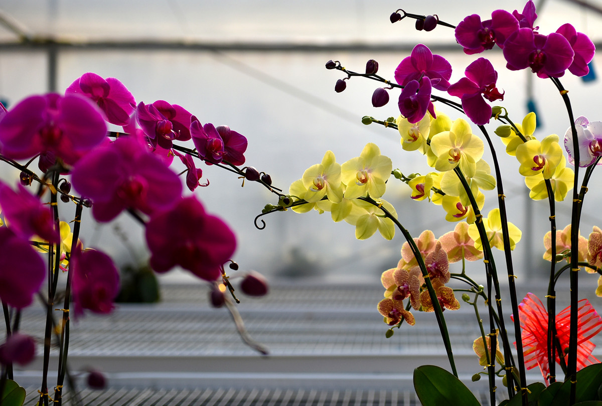 #尼康花卉作品赏析第十期#《再拍蝴蝶兰》