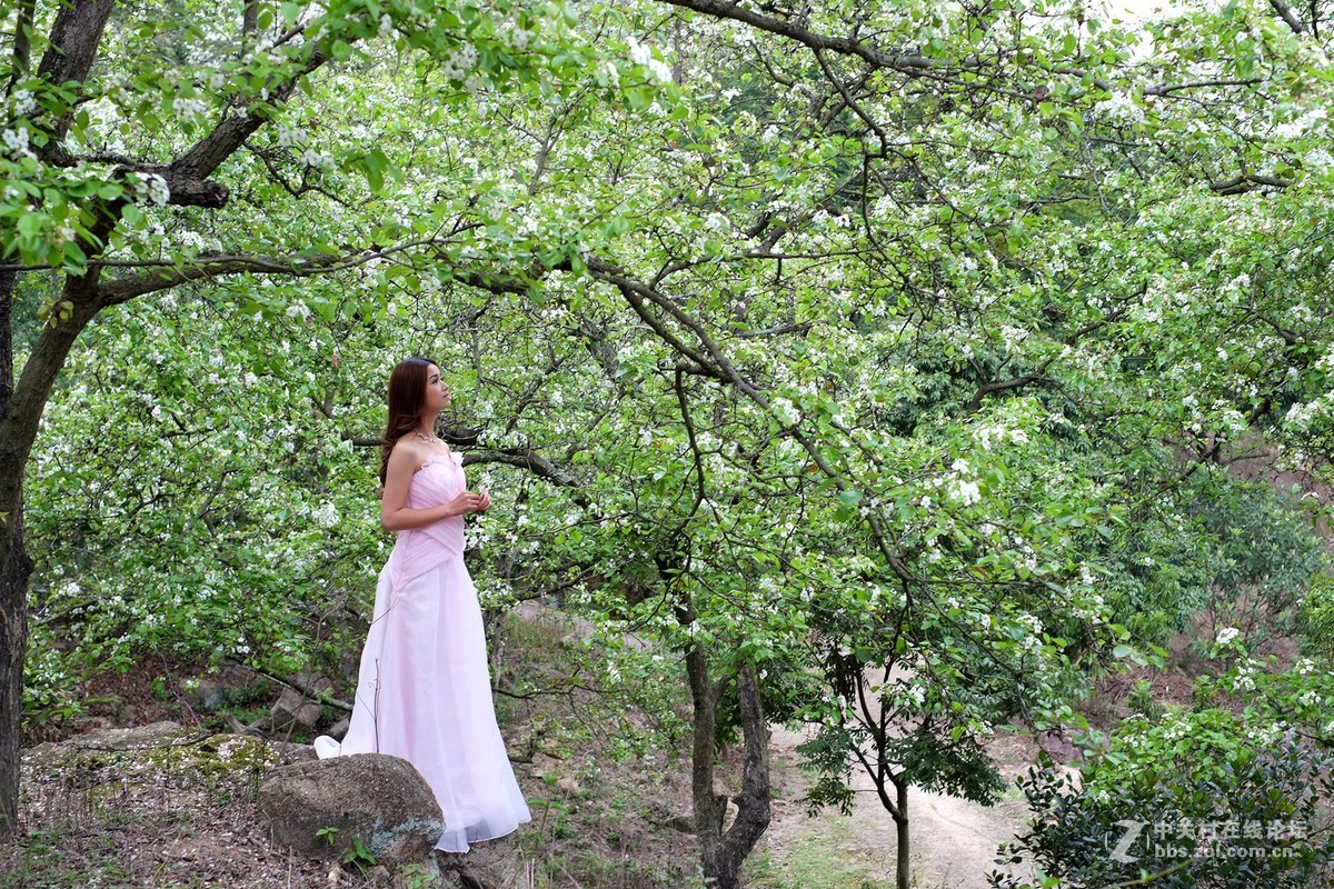 梨花林拍美女