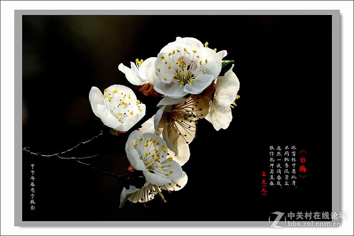 去年春天的白梅花