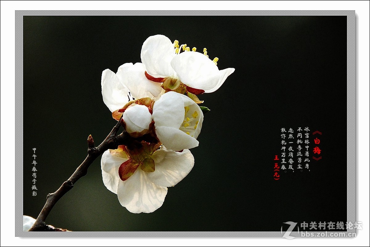 去年春天的白梅花