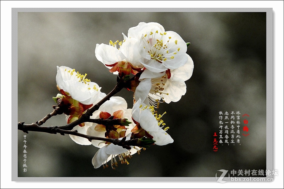 去年春天的白梅花