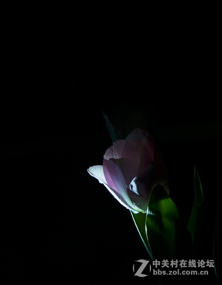 #尼康花卉作品赏析第十一期#暗香