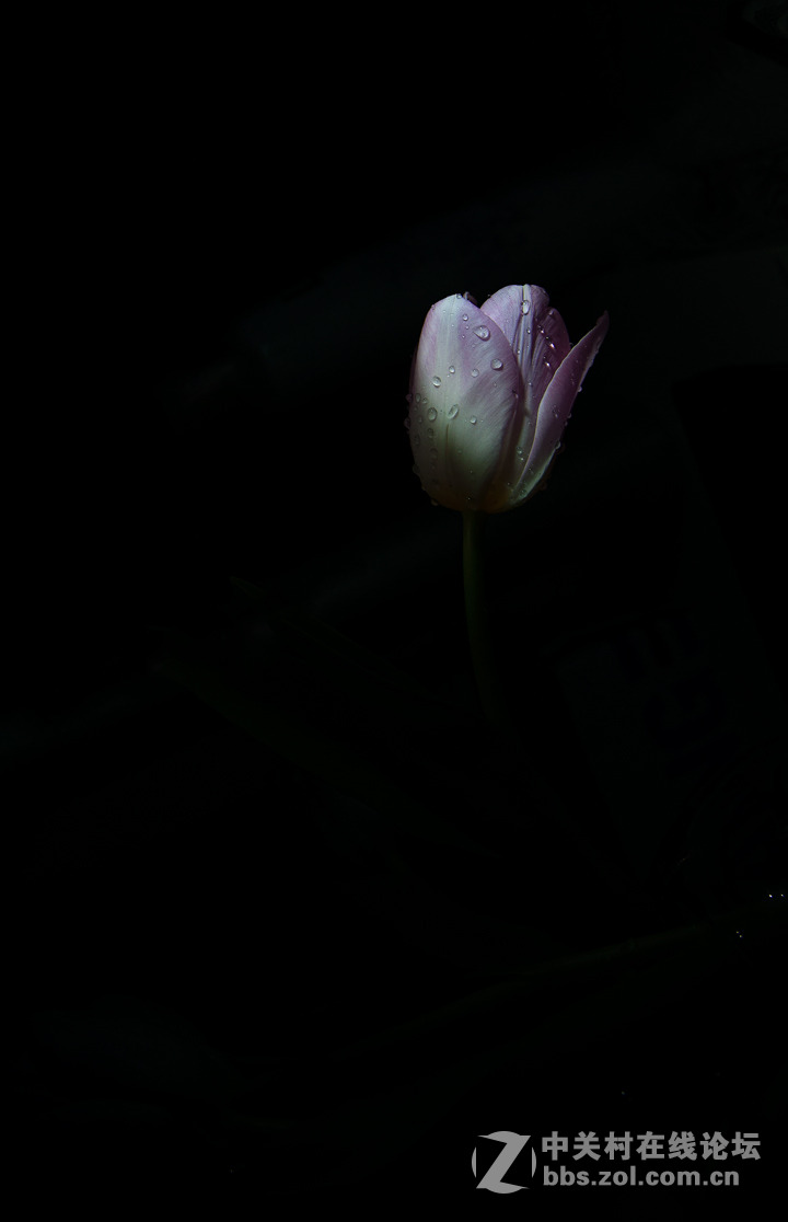 #尼康花卉作品赏析第十一期#暗香