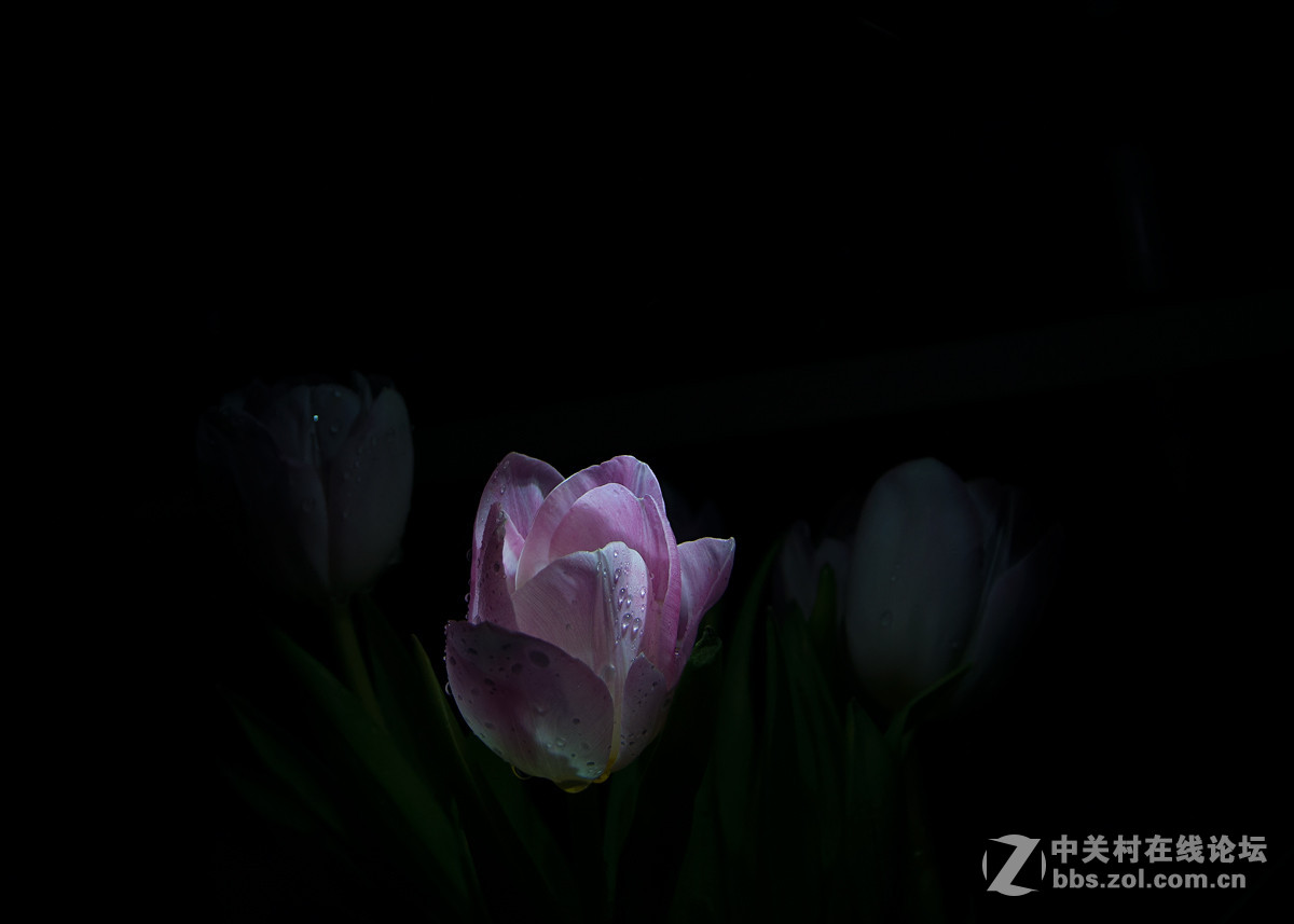 #尼康花卉作品赏析第十一期#暗香