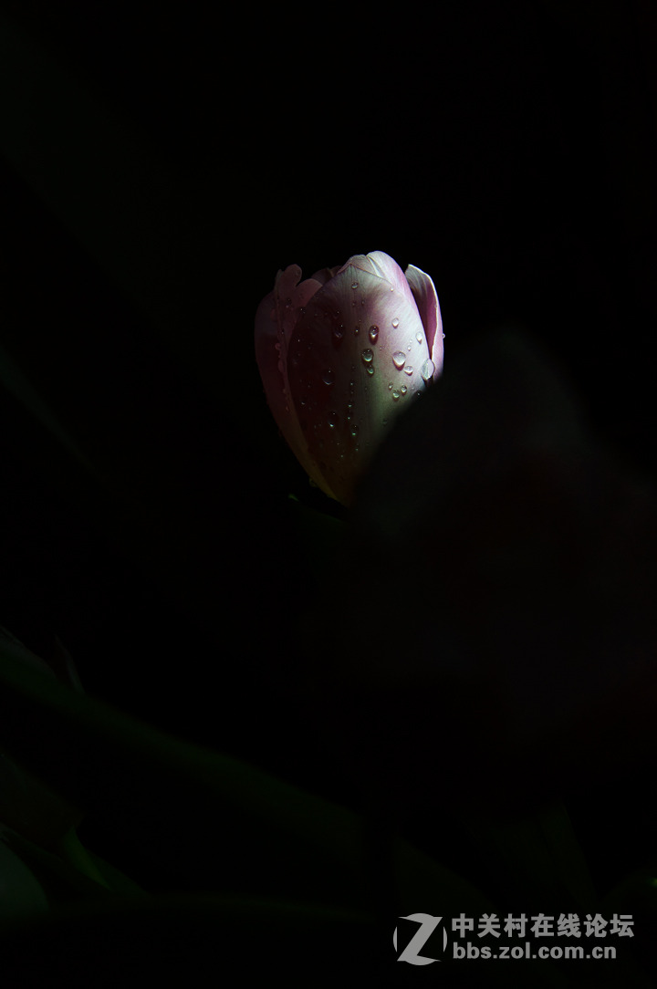 #尼康花卉作品赏析第十一期#暗香