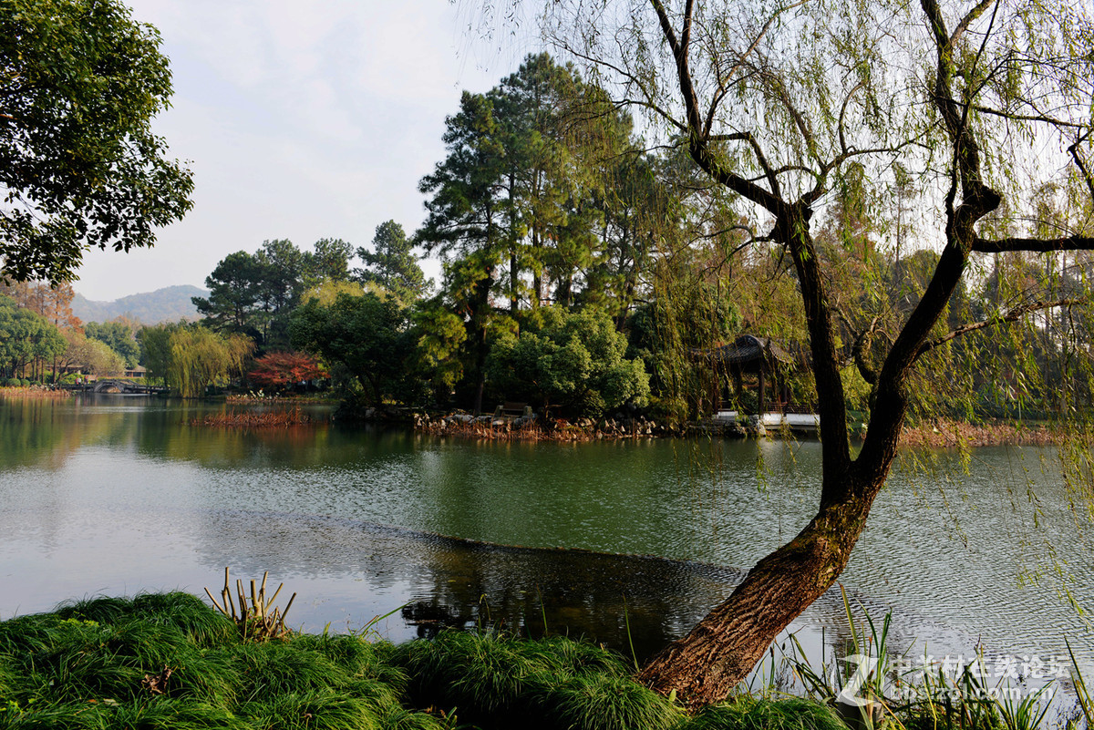 西子湖畔 6