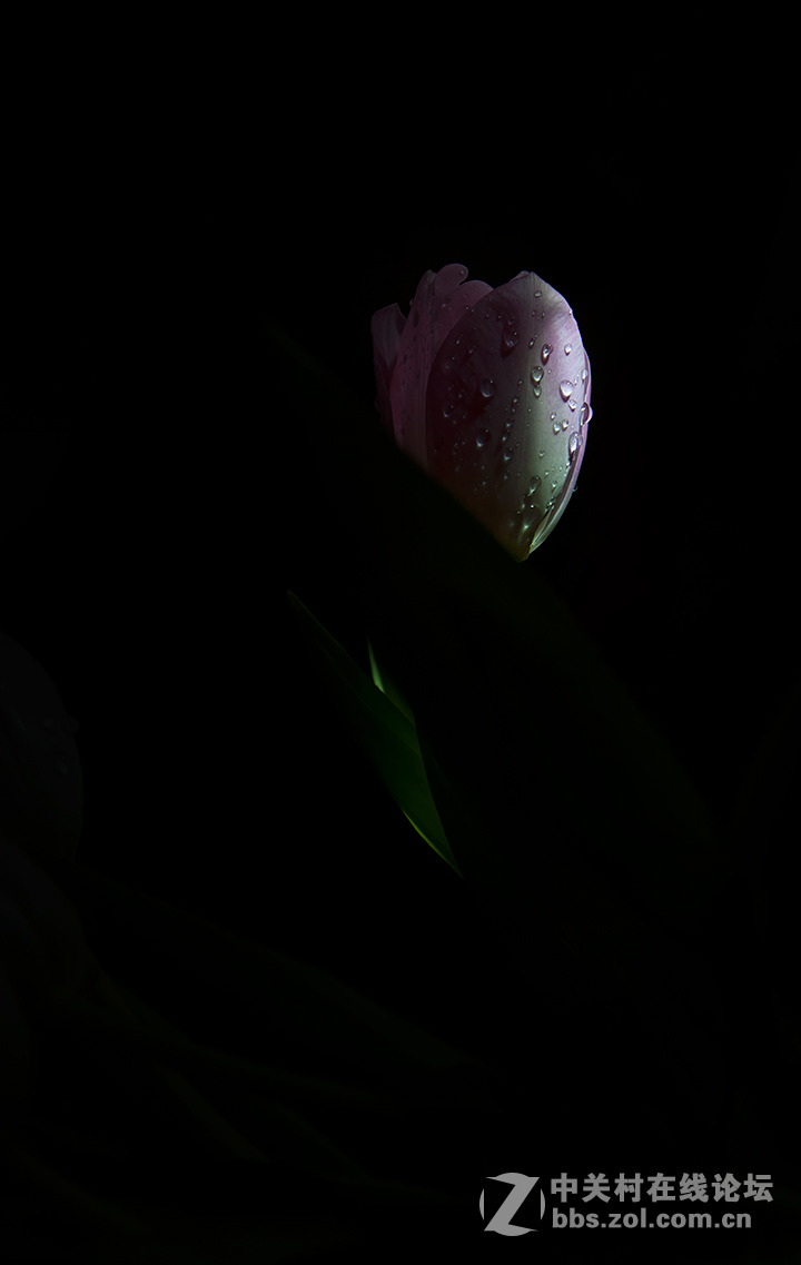 #尼康花卉作品赏析第十一期#暗香