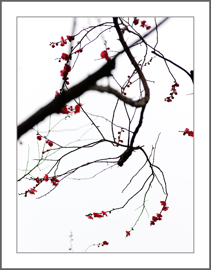 疏影横斜梅枝俏