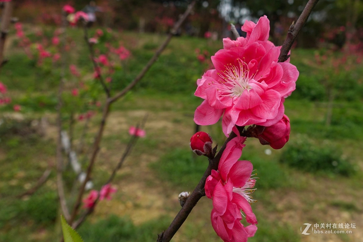 几张桃花习作（原先错作梅花了，现改正）