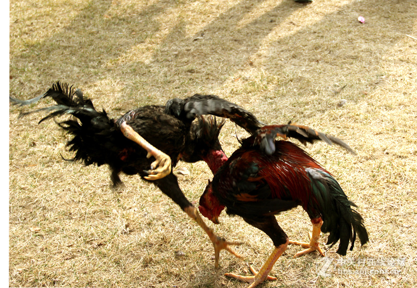 大年初三人民公园观鸡斗10